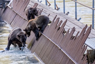 Three bears are interacting on a wooden structure by the water. One bear is in the water with a fish in its mouth, while the other two are on the inclined wooden surface above.