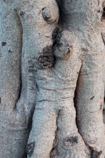 The image features a close-up view of tree bark with natural textures resembling a humanoid form. The bark has protrusions and indentations giving it a unique, sculptural appearance.