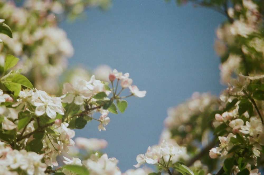 a branch of a tree with white flowers