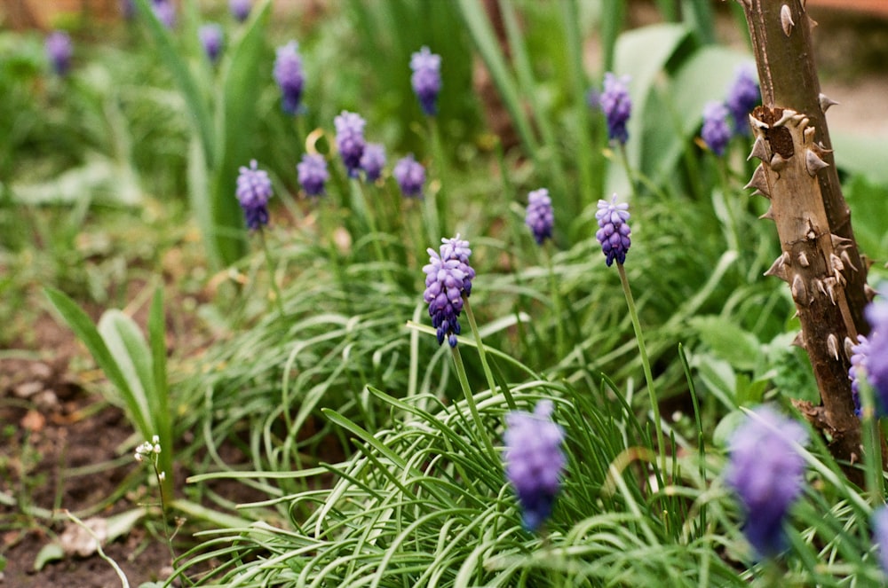 a bunch of flowers that are in the grass