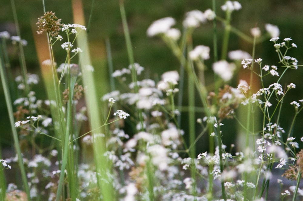 un ramo de flores que están en la hierba