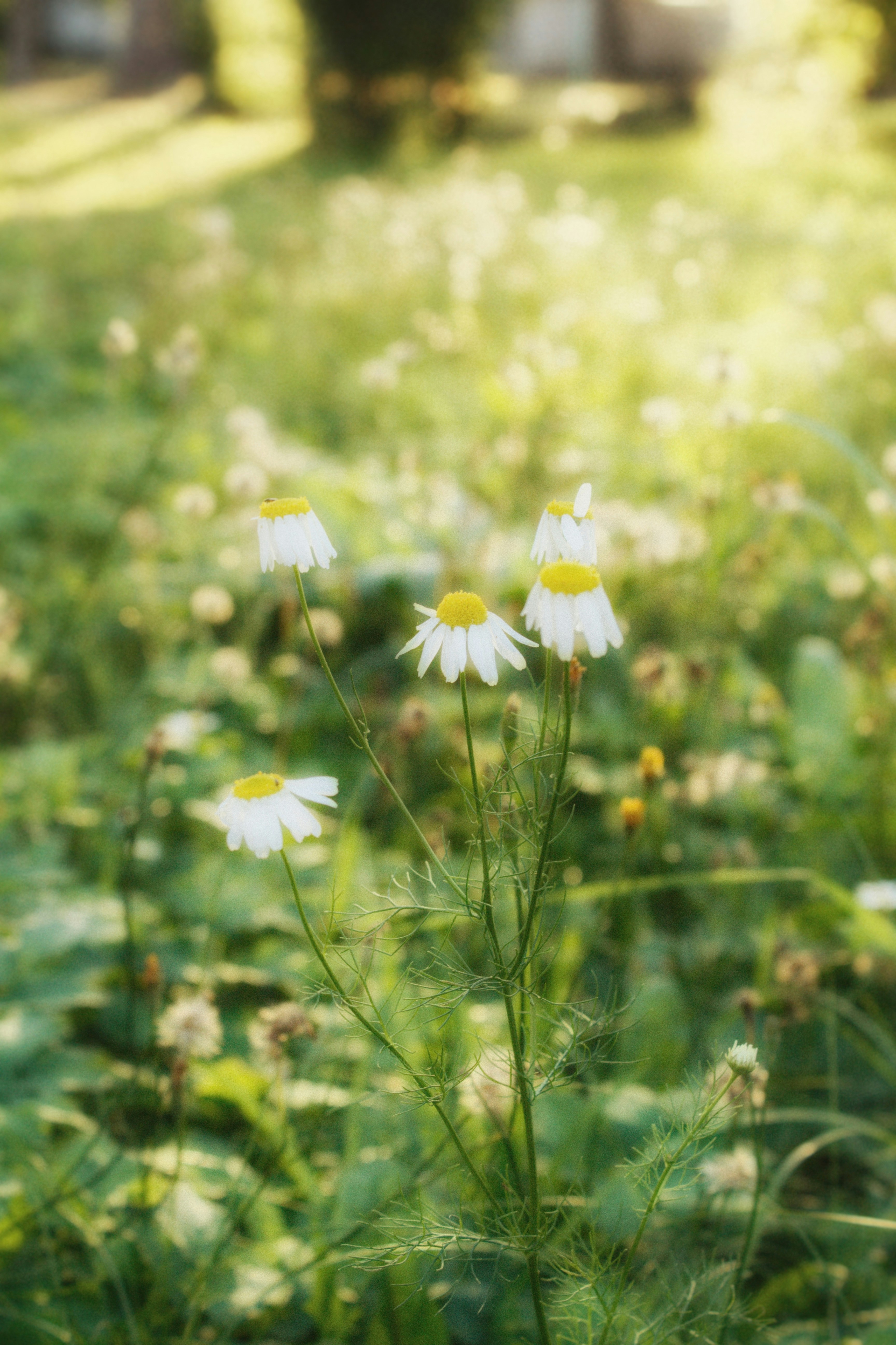 Photo by maximyuryshev