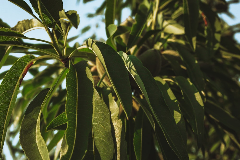 a close up of a leafy tree with a blue sky in the background