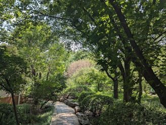 A serene path lined with lush green trees and shrubs, dappled with sunlight filtering through the canopy. The path is paved with stones and curves gently through the natural landscape, providing a peaceful and tranquil setting.