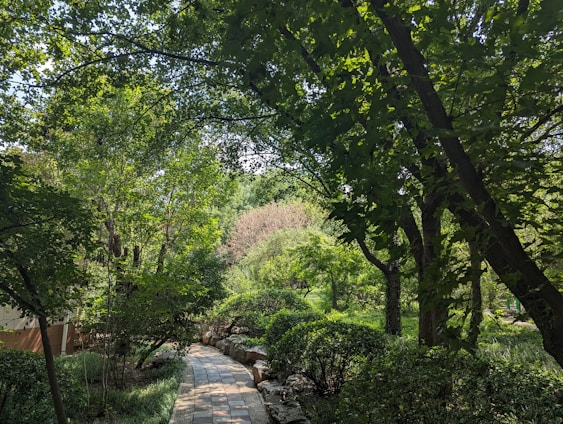 A serene path through nature symbolizing healing and reflection.