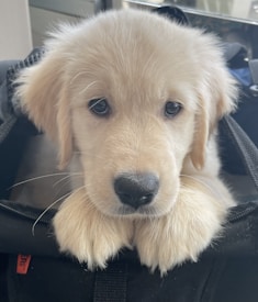 A fluffy, golden retriever puppy looks up with soft eyes, resting its paws on a black material that appears to be the edge of a bag. The surrounding area is blurred, drawing attention to the puppy's inquisitive and gentle expression.