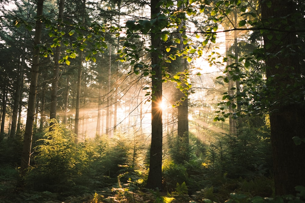 the sun is shining through the trees in the forest