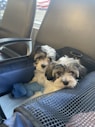 Two small, fluffy dogs with black and white fur are resting inside a pet carrier, accompanied by a blue plush toy. The background shows a row of airport seats