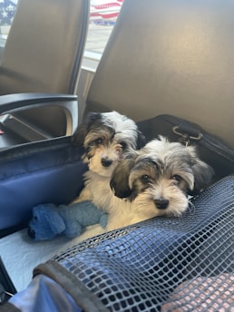 Close-up of a secure pet travel crate with soft blankets inside.