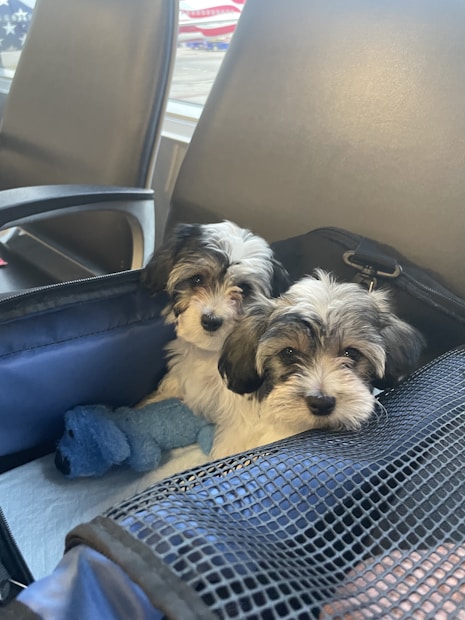 Two small, fluffy dogs with black and white fur are resting inside a pet carrier, accompanied by a blue plush toy. The background shows a row of airport seats, and the floor-to-ceiling windows reveal a glimpse of an airplane and part of an American flag.