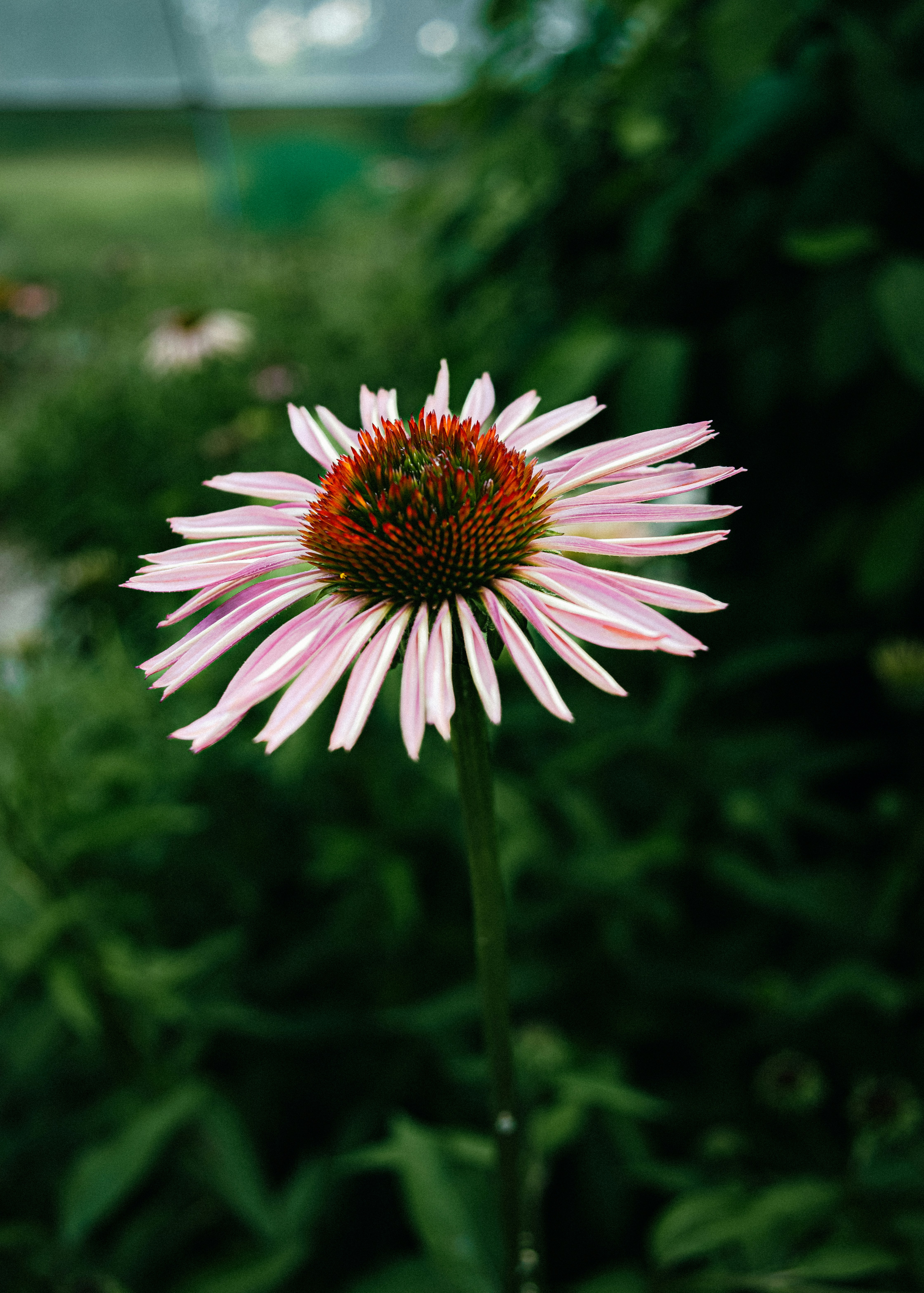 Photo by pray4bokeh
