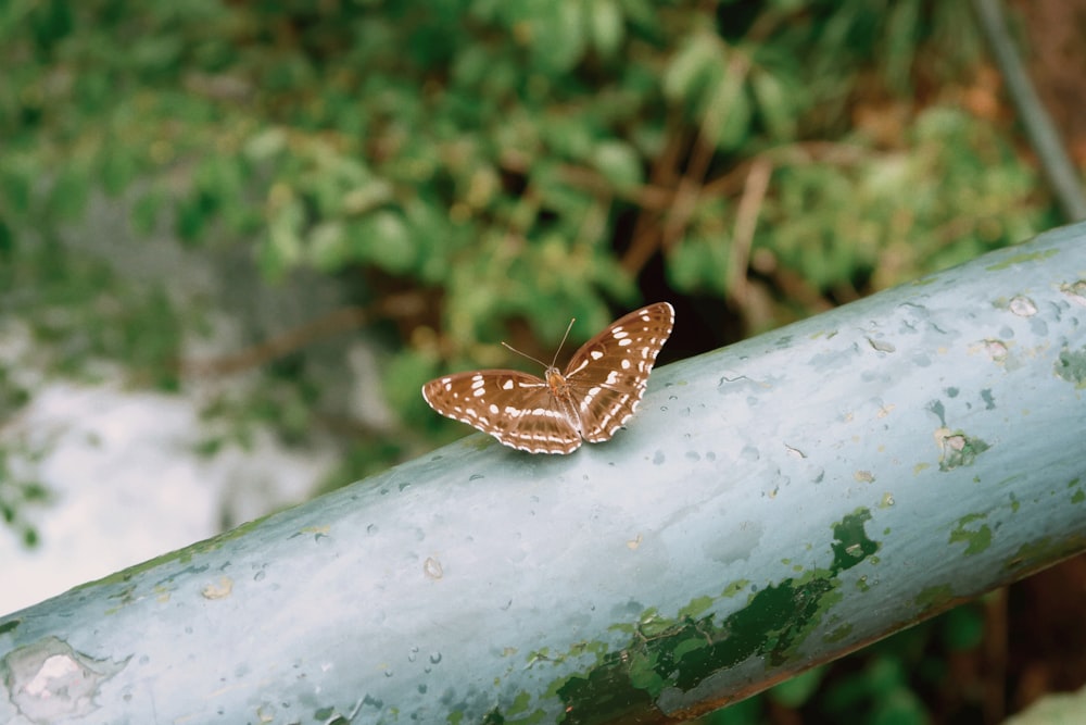 a brown and white butterfly sitting on top of a tree branch