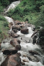 a stream running through a lush green forest