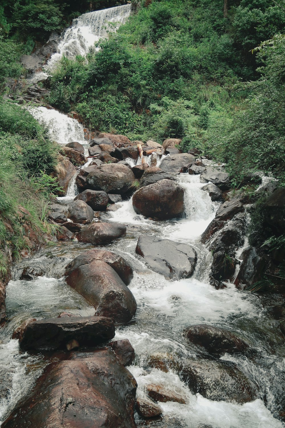 a stream running through a lush green forest