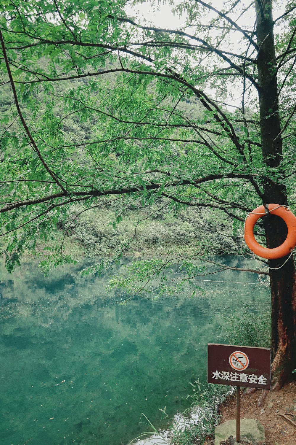 an orange life preserver hanging from a tree next to a river