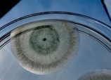 A circular growth with a textured, hairy appearance situated in a petri dish. The growth has a dark center with graduating shades of green, surrounded by a translucent border.