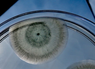 A circular growth with a textured, hairy appearance situated in a petri dish. The growth has a dark center with graduating shades of green, surrounded by a translucent border.