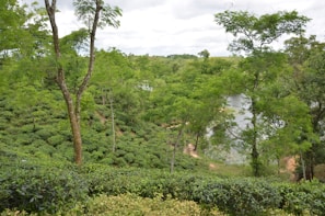 Lush green scenery with dense tea plants covering gently rolling hills. Tall trees sporadically rise above the tea plantations, providing scattered shade. A small, calm river runs through the middle of the landscape, adding to the serene and refreshing atmosphere.
