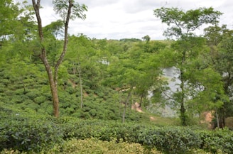 Lush green scenery with dense tea plants covering gently rolling hills. Tall trees sporadically rise above the tea plantations, providing scattered shade. A small, calm river runs through the middle of the landscape, adding to the serene and refreshing atmosphere.