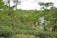 Lush green scenery with dense tea plants covering gently rolling hills. Tall trees sporadically rise above the tea plantations, providing scattered shade. A small, calm river runs through the middle of the landscape, adding to the serene and refreshing atmosphere.