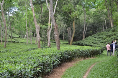 A lush, green tea plantation with neatly arranged rows of tea plants is interspersed with tall trees. Several people are standing on a path among the plants, possibly discussing or surveying the area. The scene is natural and serene, with abundant foliage in varying shades of green.