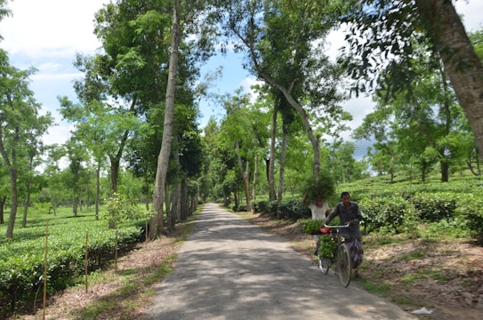 A narrow rural path is lined with lush green trees and tea bushes. A person, possibly a farmer, is pushing a bicycle loaded with goods, while another person is walking in the background carrying a bundle of leaves.
