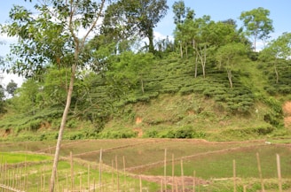 A lush green hillside with terraced vegetation is visible, surrounded by various trees. In the foreground, there are rectangular plots of land, some filled with water, likely used for agriculture.