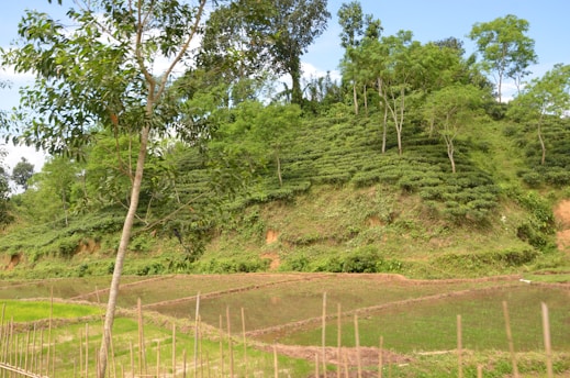 A lush green hillside with terraced vegetation is visible, surrounded by various trees. In the foreground, there are rectangular plots of land, some filled with water, likely used for agriculture.