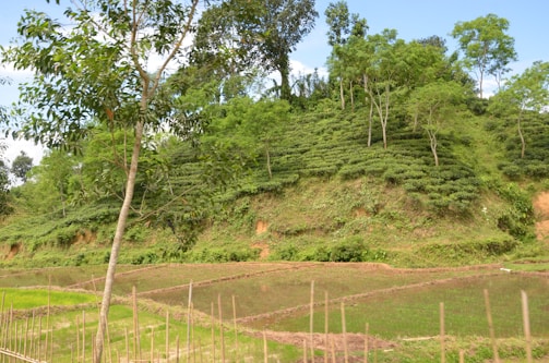 A lush green hillside with terraced vegetation is visible, surrounded by various trees. In the foreground, there are rectangular plots of land, some filled with water, likely used for agriculture.