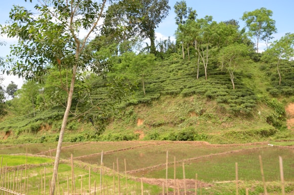 A rugged green hillside with specialized agricultural machinery working on steep terrain.