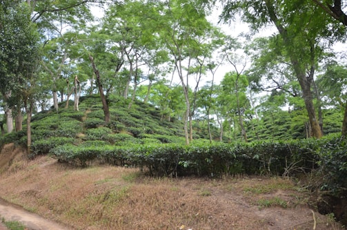 A lush, green tea plantation with well-manicured tea bushes arranged in rows. Tall trees with sparse foliage rise above the plantation, casting light shadows on the terrain. The foreground shows a dirt path edging the plantation.