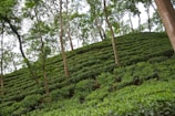 A lush green tea plantation on a hillside with rows of neatly trimmed tea plants. Tall trees with slender trunks rise above the tea bushes, providing a partial canopy. The overall landscape appears to be sloped, with the rows of tea plants creating a pattern along the incline.