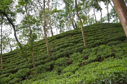 A lush green tea plantation on a hillside with rows of neatly trimmed tea plants. Tall trees with slender trunks rise above the tea bushes, providing a partial canopy. The overall landscape appears to be sloped, with the rows of tea plants creating a pattern along the incline.