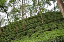 A lush green tea plantation on a hillside with rows of neatly trimmed tea plants. Tall trees with slender trunks rise above the tea bushes, providing a partial canopy. The overall landscape appears to be sloped, with the rows of tea plants creating a pattern along the incline.