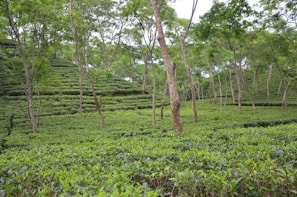 Lush green tea plantations with rows of neatly organized tea bushes spread across rolling hills. Several tall, slender trees are interspersed throughout the plantation, with a dense canopy of foliage above.