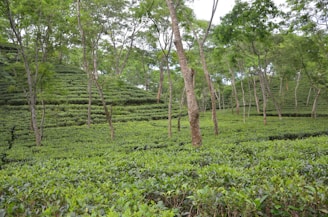 Lush green tea plantations with rows of neatly organized tea bushes spread across rolling hills. Several tall, slender trees are interspersed throughout the plantation, with a dense canopy of foliage above.