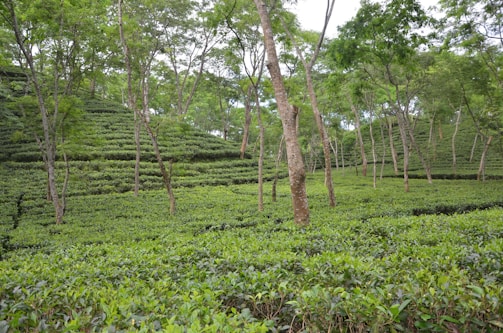 Lush green tea plantations with rows of neatly organized tea bushes spread across rolling hills. Several tall, slender trees are interspersed throughout the plantation, with a dense canopy of foliage above.