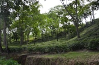 A lush, green landscape featuring a tea plantation with neatly arranged rows of tea bushes extending across gently rolling hills. Tall trees with vibrant green foliage are scattered amongst the plantation, providing a sense of depth and dappled shade.