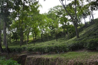 A lush, green landscape featuring a tea plantation with neatly arranged rows of tea bushes extending across gently rolling hills. Tall trees with vibrant green foliage are scattered amongst the plantation, providing a sense of depth and dappled shade.
