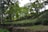A lush, green landscape featuring a tea plantation with neatly arranged rows of tea bushes extending across gently rolling hills. Tall trees with vibrant green foliage are scattered amongst the plantation, providing a sense of depth and dappled shade.