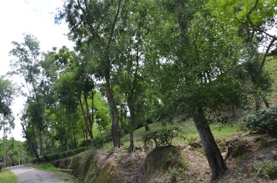 A cinematic shot of a winding road with trees.