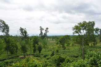 Lush, detailed environment from an open-world exploration game.