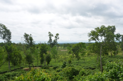 Lush, detailed environment from an open-world exploration game.