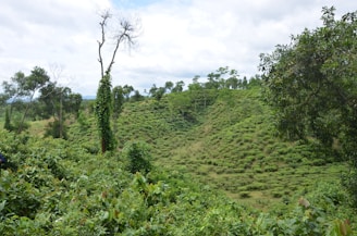 A lush green landscape featuring a series of hills with rows of tea plants spread across the slopes. The area is abundant with trees and vegetation, offering a dense, forest-like environment. Sparse clouds are visible in the sky, suggesting a partly cloudy day.
