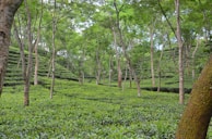 A lush and expansive tea plantation with rows of green tea plants stretching across gentle slopes. Tall trees rise above the plantation, providing partial shade with their canopies. The scene is serene and richly verdant, suggesting a thriving natural environment.