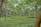 A lush and expansive tea plantation with rows of green tea plants stretching across gentle slopes. Tall trees rise above the plantation, providing partial shade with their canopies. The scene is serene and richly verdant, suggesting a thriving natural environment.