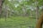 A lush and expansive tea plantation with rows of green tea plants stretching across gentle slopes. Tall trees rise above the plantation, providing partial shade with their canopies. The scene is serene and richly verdant, suggesting a thriving natural environment.