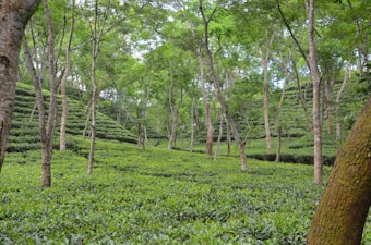 A lush and expansive tea plantation with rows of green tea plants stretching across gentle slopes. Tall trees rise above the plantation, providing partial shade with their canopies. The scene is serene and richly verdant, suggesting a thriving natural environment.