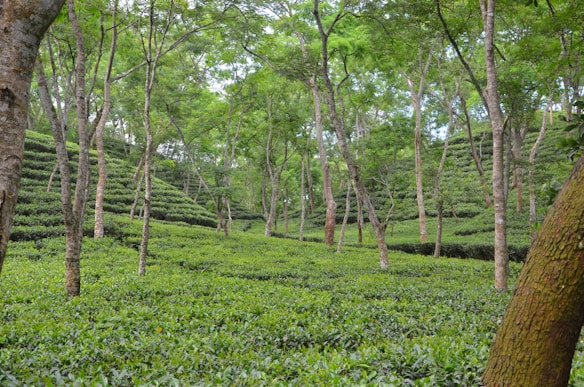 A lush and expansive tea plantation with rows of green tea plants stretching across gentle slopes. Tall trees rise above the plantation, providing partial shade with their canopies. The scene is serene and richly verdant, suggesting a thriving natural environment.