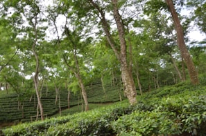 A serene view of the lush Sinharaja rainforest, home to Triola's tea estates.